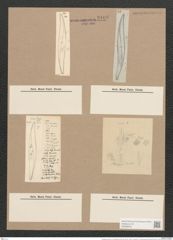 Pleurosigma decorum var. dalmaticum W.Sm. (de-Toni-Nr.: Genus 13, Species 1041) Zeichnungen Sammlung Grunow Nr. 2103 (NHMW-BOT-W0368976)